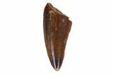 Small Theropod Tooth (Raptor) - South Dakota #115748-1